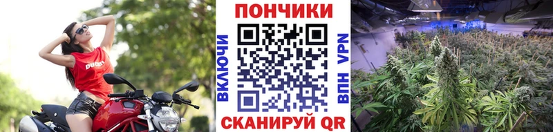 Бошки Шишки семена  Северск 